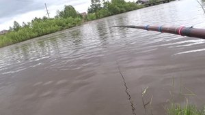 Иркут раздаёт сорогу и ельца. Fishing on the Rossi rivers. бешенный клёв сороги-плотвы.