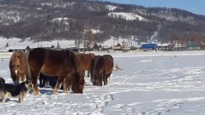 кони бурятской породы