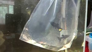 Аквариум 35 литров. Много всего нового и интересного