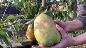 Груша Дельбарью рекордный вес 1 116 грамм