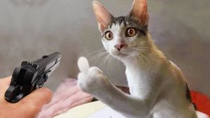 ПРИКОЛЫ С ЖИВОТНЫМИ ДО СЛЕЗ _ Смешные КОТЫ 2023_ Приколы с КОТАМИ _ Funny ANIMALS video