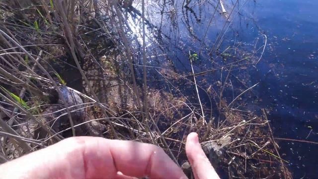 Ловля карася весной на поплавок  Секрет ароматизатора