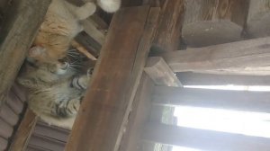 кошка Мая ругается на кота Петю за измену