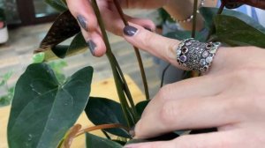 Антуриум Блэк Лав - черный антуриум | Разрушаем стереотипы