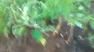 Летняя посадка картофеля (часть 1)