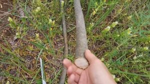 Стол плетеный. Кофейный столик плетеный из ивы. 1 часть. willow wicker table.