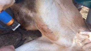 ? Слабонервным не смотреть! ?Клещи атакуют! Спасаем животных. Обработка коз.