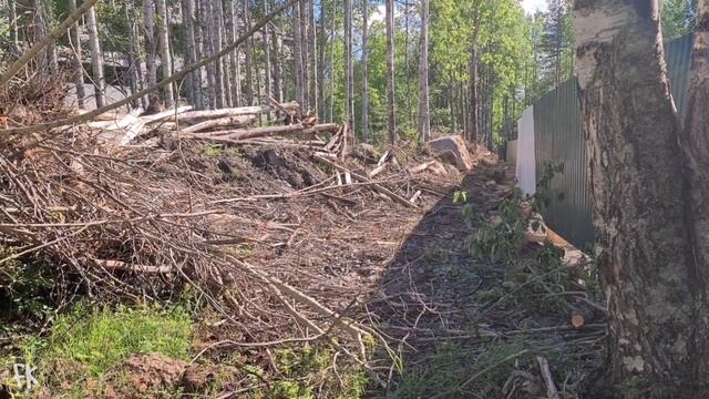 Костомукша. Лесная Рапсодия. В Костомукше вырубают лес