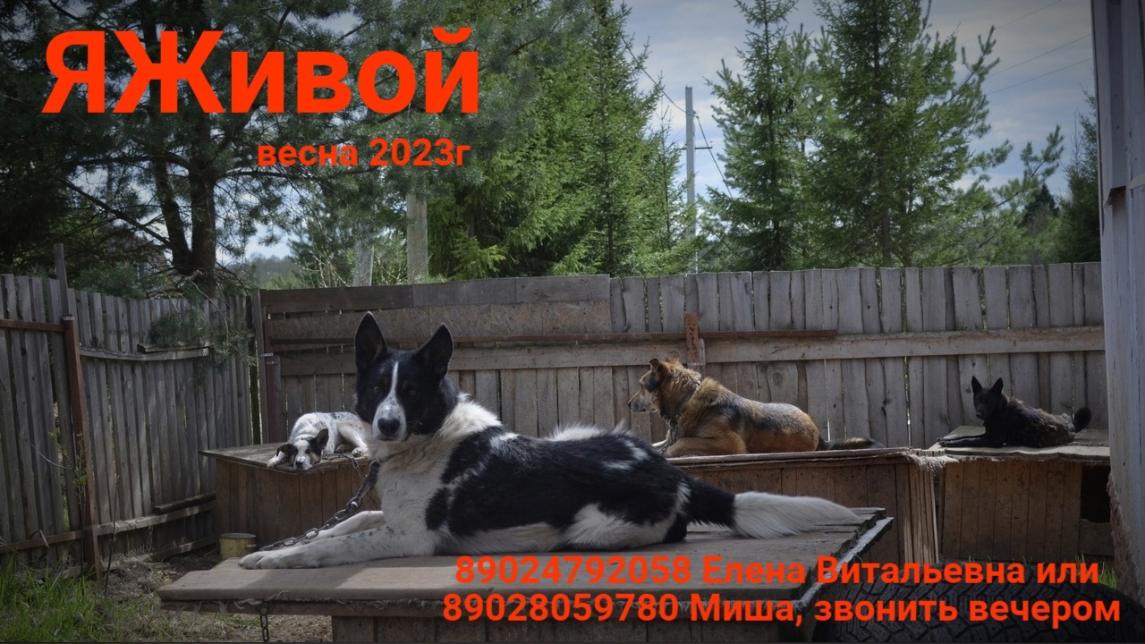 Хвостики в ЯЖивом