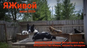 Хвостики в ЯЖивом