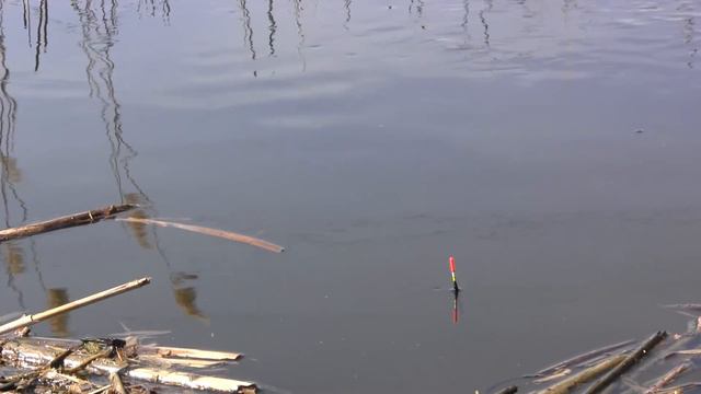 Карась пошел! Тарань кишит. Рыбалка в Яськах смотреть онлайн