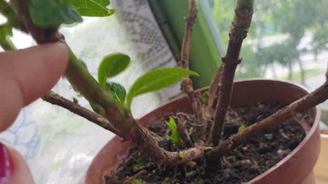 Гартензия, как размножать, мой опыт.