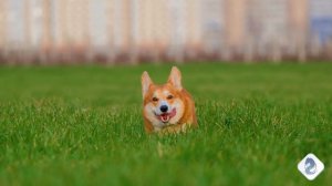 #НашиВерныеДрузья#ВИДЕОKLASS#ЖаннаДаценко#ПреданныеДрузья#Собачки#ОНИкакМЫ#АндрейОбидин-Поездвстрану