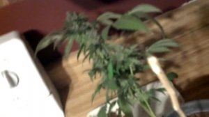 Ak47 and F.I. harvest