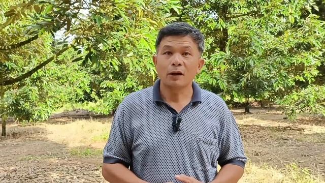 13-0-46 กับ 0-52-34 และยิปซั่มควรใช้ช่วงไหน อย่างไร? смотреть онлайн