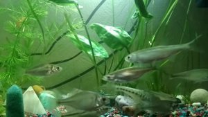 Речная рыба в аквариуме. Кормление мотылём