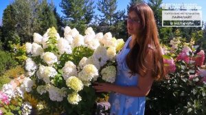 Гортензия метельчатая: лучшие сорта для выращивания в России