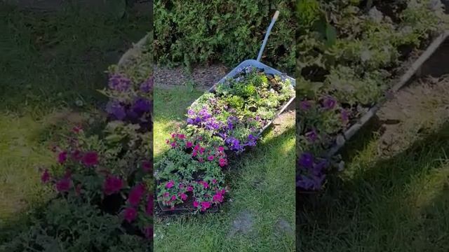 Клумба для цветов из старой тачки своими руками