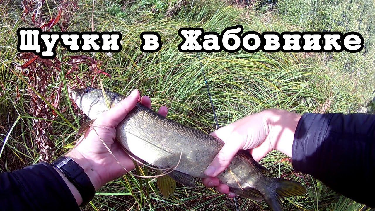 Дождливая осень. Щурогайки в Жабовнике. Ловля на лягушку. Радуга.