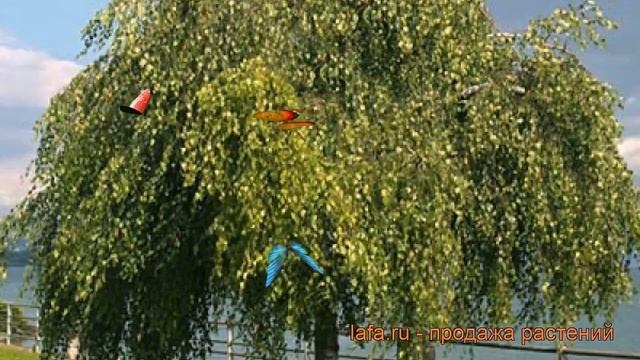 Береза повислая Юнги (Штамб) (betula pendula) ? обзор: как сажать, крупномеры березы Юнги (Штамб)
