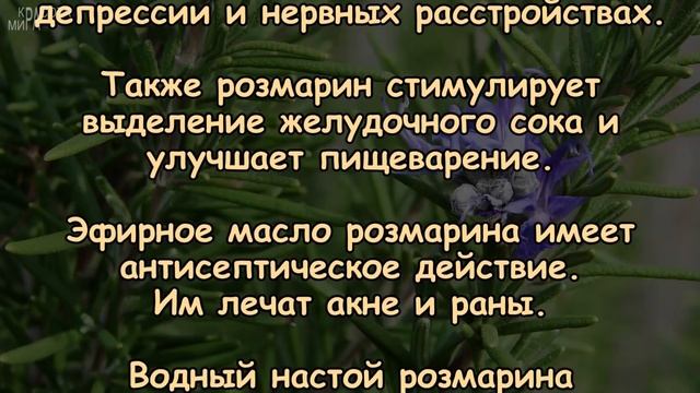 ЧЕМ же так полезен РОЗМАРИН?