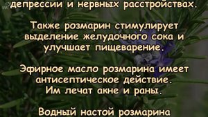 ЧЕМ же так полезен РОЗМАРИН?