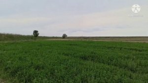 Люцерна после инсектицидной обработки