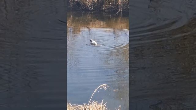 ЧАЙКА ЕСТ БОЛЬШУЮ РЫБУ В ДУНАЕ