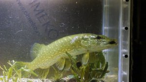 Щука в аквариуме. Кормление щуки рыбками