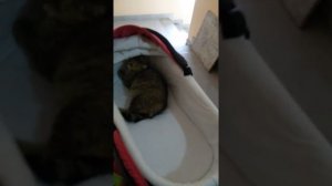 наглый кот в коляске