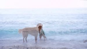 Dog TV: Video to Keep Your Dog Entertained & Anxiety-Free When Home Alone - The Best Music for Dogs