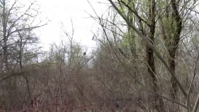 Как выглядит черемша в лесу смотреть онлайн