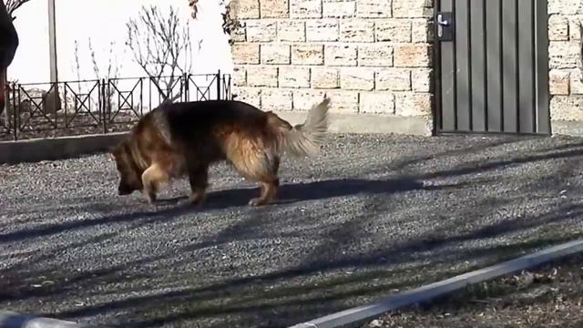 ШАКИРА. Длинношерстная немецкая овчарка. Long-haired German Shepherd. Одесса.