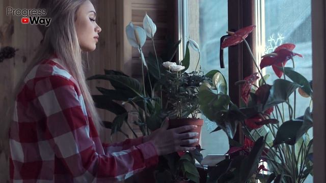 Аптечная Таблетка Запускает Мощнейшее Цветение Герани!Посоветовала Бабушка Ее Герань Всегда Под Эти смотреть онлайн