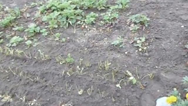 Клубника. Высадка саженцев клубники после пересылки. смотреть онлайн