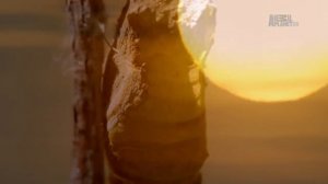 Дикая природа Засушливые территории _ Drylands HD .mp4