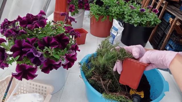 Флокс шиловидный. Показываю проверенные способы размножения флокса смотреть онлайн