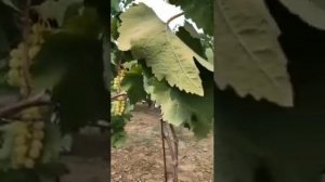 Виноград Коктейль (кишмиш)