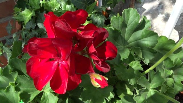 Pelargonium ´Survivor Dark Red´ смотреть онлайн