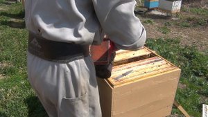 выпускаю матку из двух рамочного изолятора