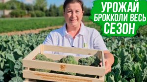 Вкусная, диетическая капуста брокколи. Как выращивать брокколи из семян все лето.