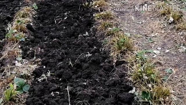 Хочешь заработать деньги? Танцуй и копай землю. ?? смотреть онлайн