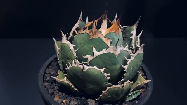 2023.1.25アガベ・チタノタ　烈焔（ボールタイプ）中-003｜agave titanota flame смотреть онлайн