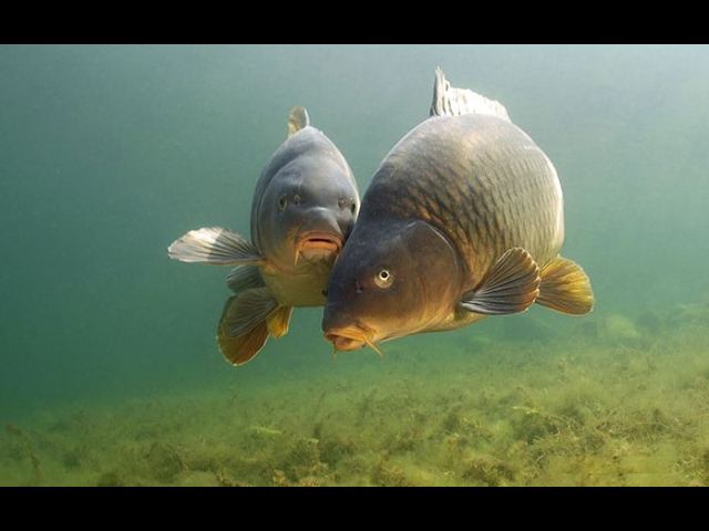 Подводная Охота. Spearfishing Carp