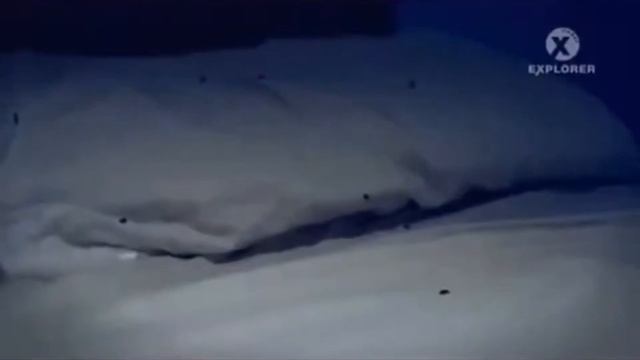 Как обнаружить генездо клопов в квартире. смотреть онлайн