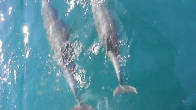 Дельфины в открытом море смотреть онлайн