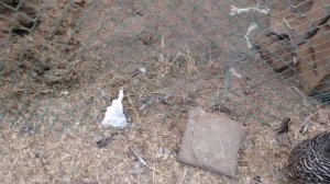 Бройлеры Кобб 500 (Болгария)