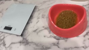 VLOG:Щенки йорка|23 день|Первый прикорм| наши малыши ? ЧЕМ КОРМИТЬ ЩЕНКА ЙОРКА ?