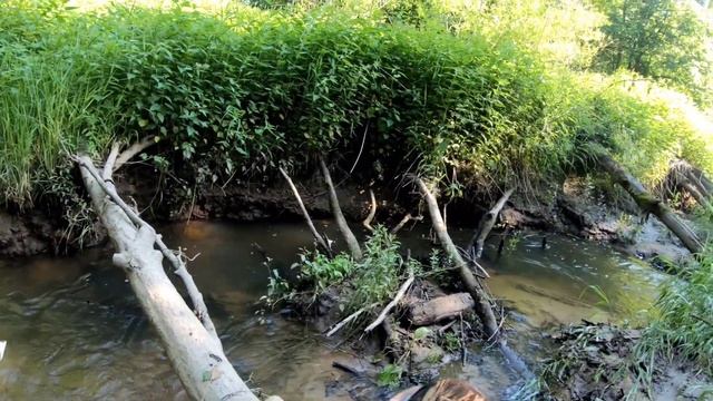 Голавль малых рек. Часть II. Ловля нахлыстом на микроречках. смотреть онлайн