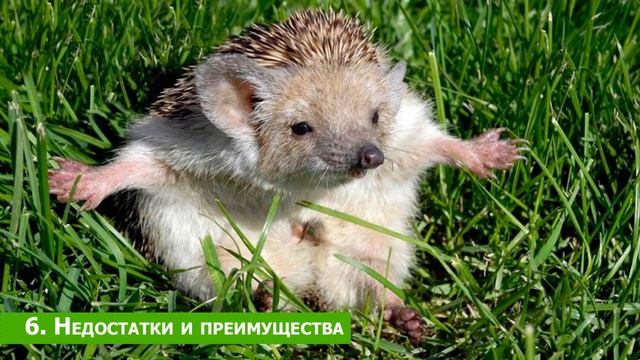10 ФАКТОВ о ЁЖИКАХ